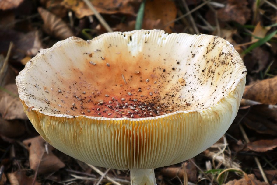 Шляпка гриба