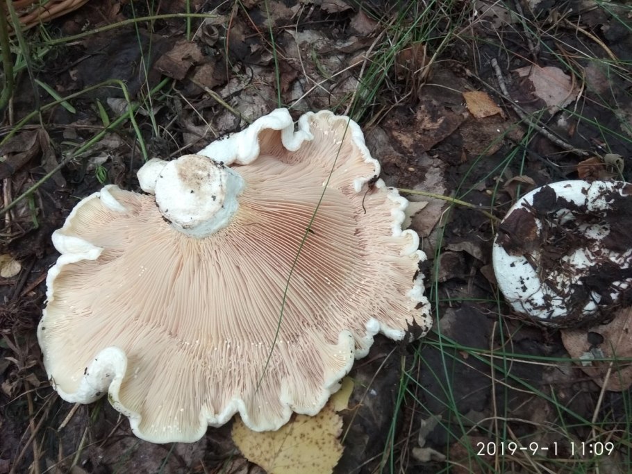 Скрипица Тополевый