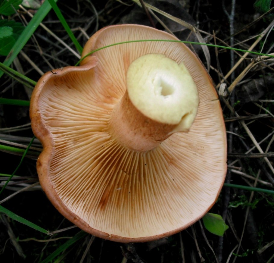 Рядовка золотистая Tricholoma aurantium