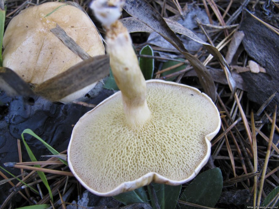 Козляк Suillus bovinus съедобный