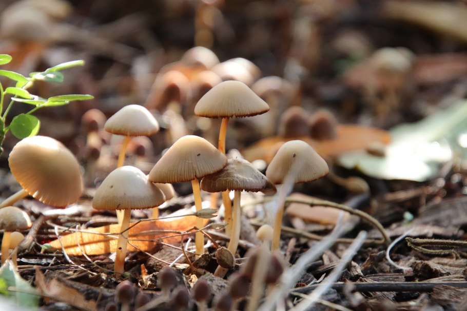 Грибы в саду фото