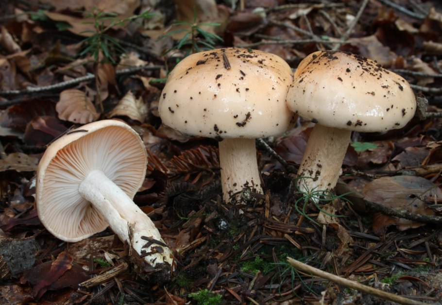 Hygrophorus pudorinus гриб