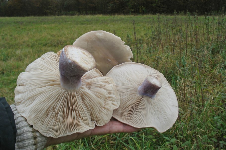 Рядовка лиловоногая