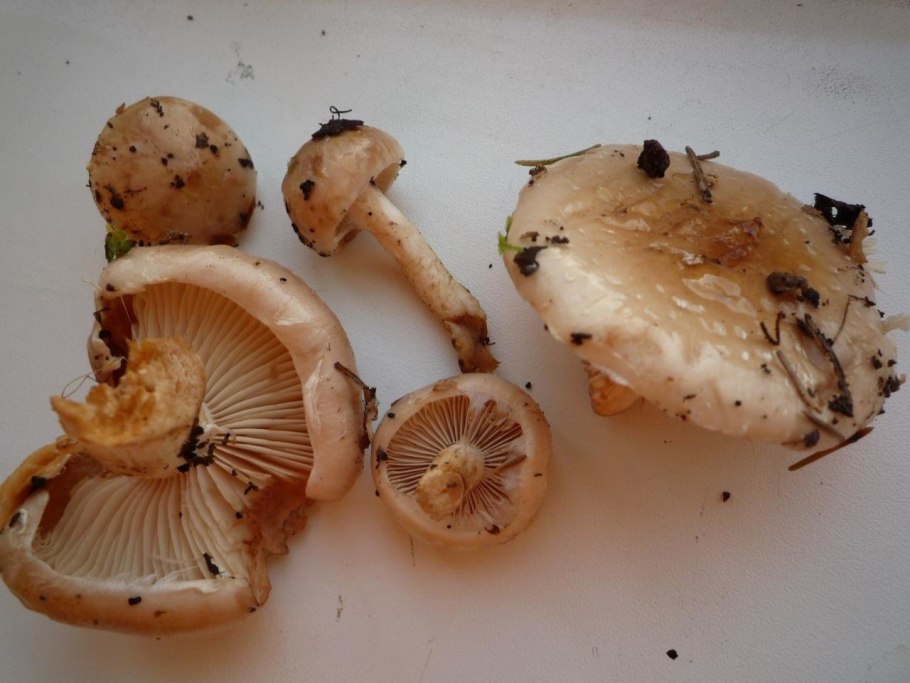 Гриб чешуйчатка клейкая