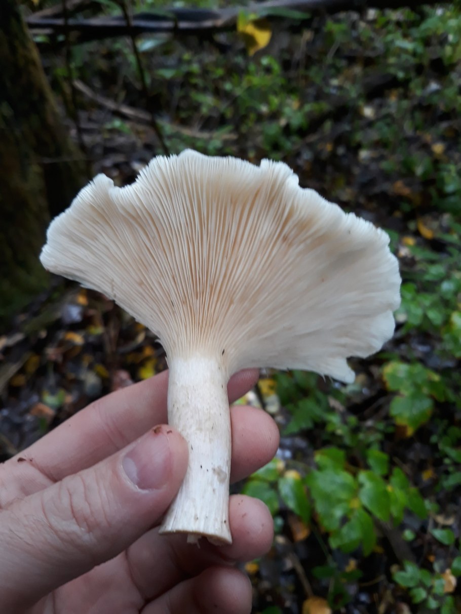 Маленький белый или кремовый гриб в лесу