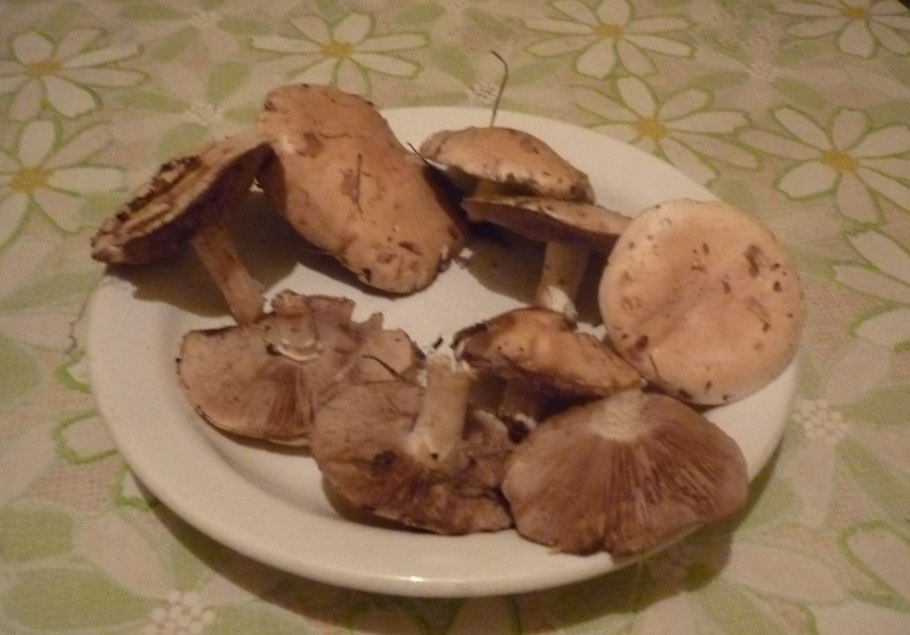 Светло коричневый гриб