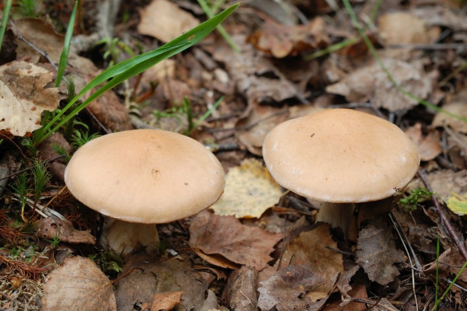 Гриб пластинчатый кремового цвета