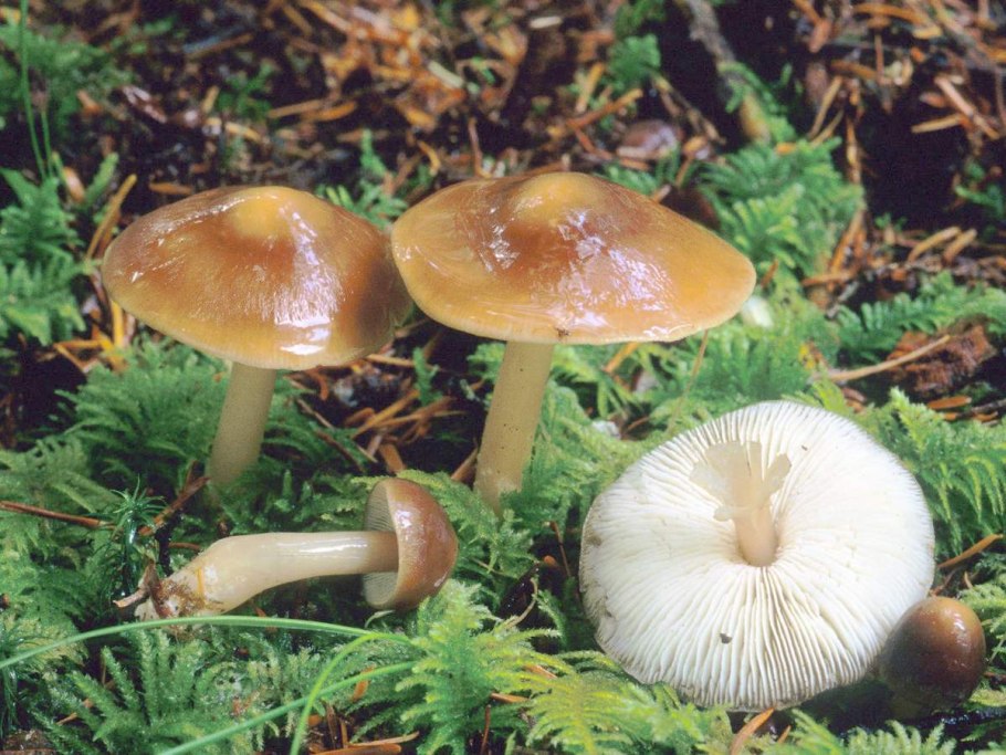 Коллибия масляная