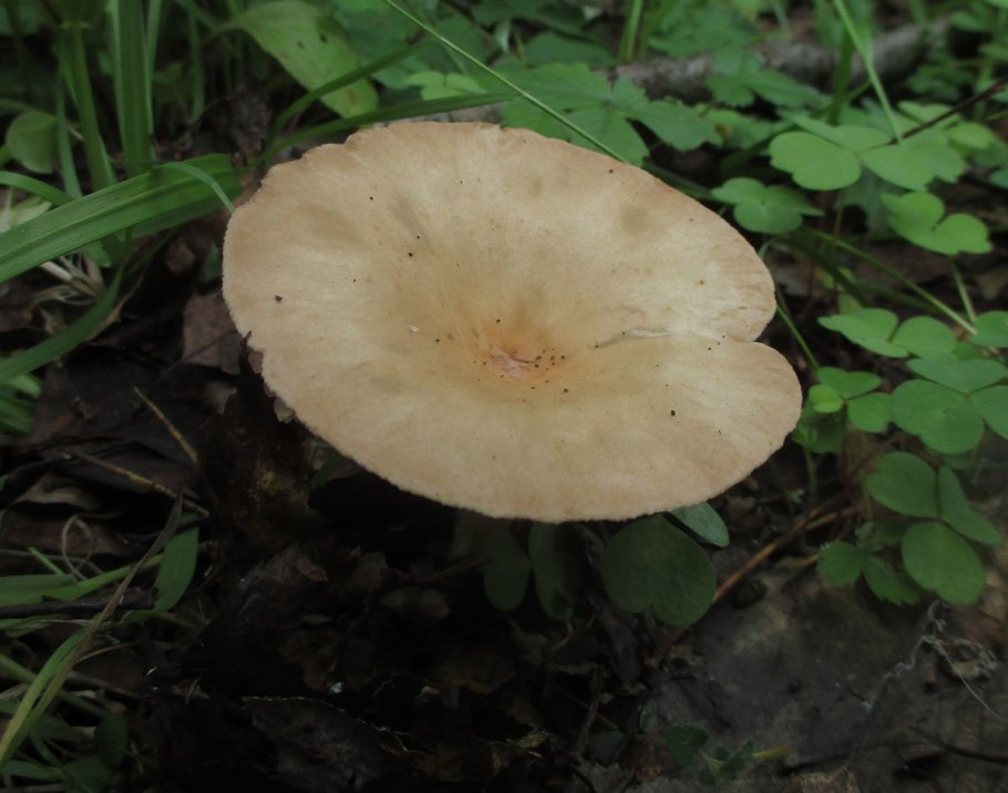 Говорушка блюдцевидная (Clitocybe catinus)