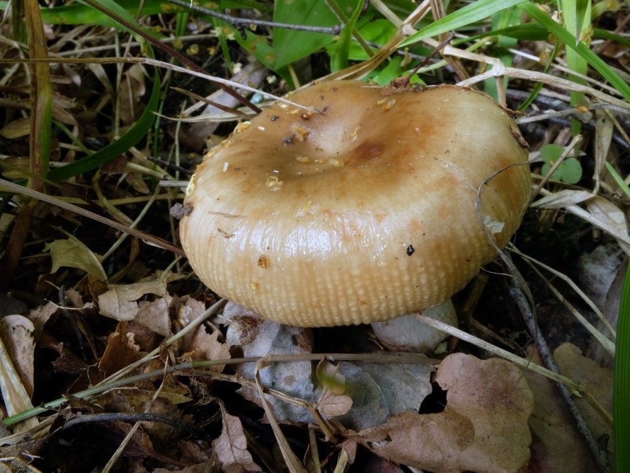Валуй (russula foetens)