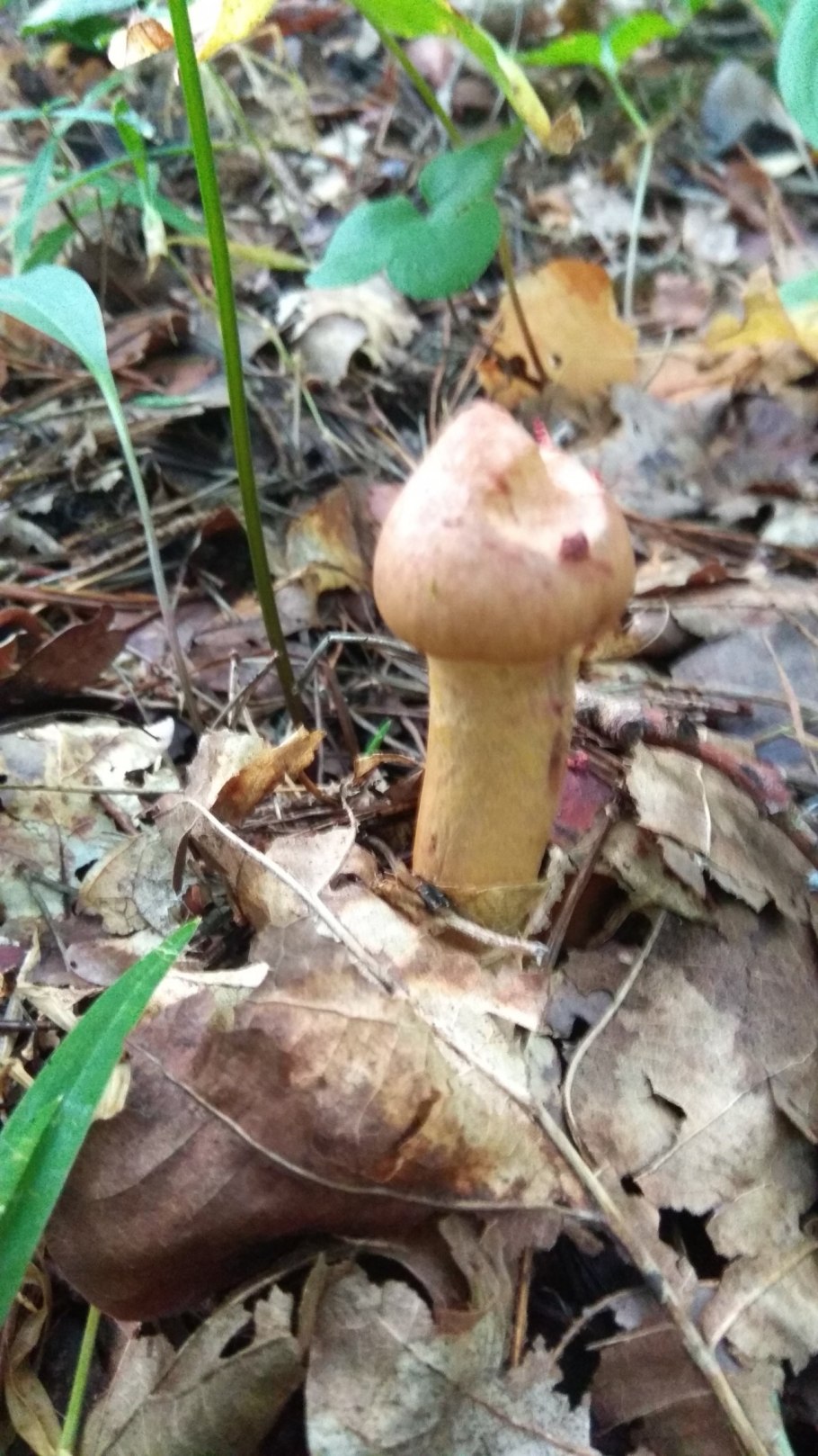 Гриб мокруха пурпуровая двойник