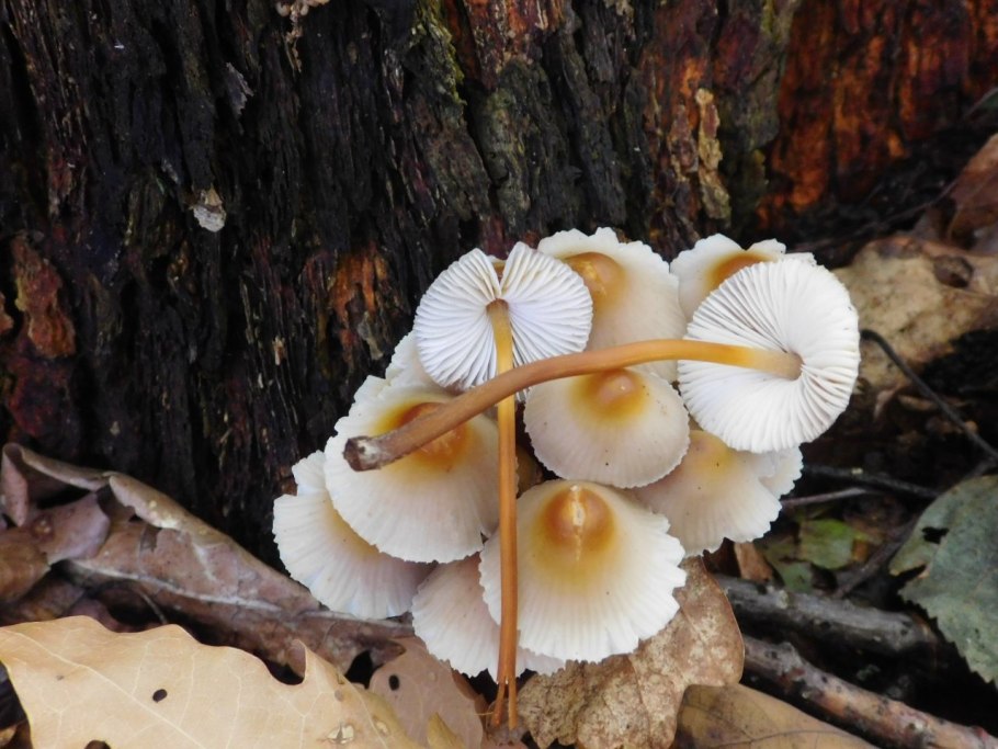 Съедобные пластинчатые грибы Урала