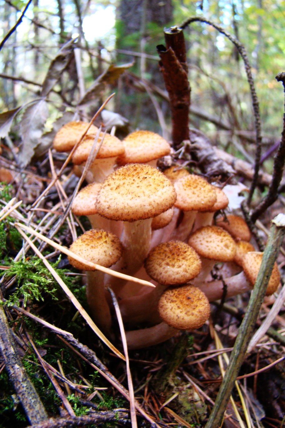 Грибы опята