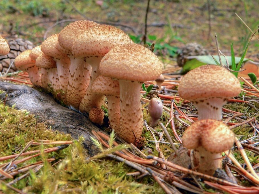 Грибы опята Лесные