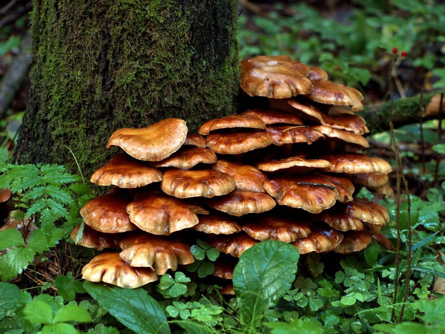 Грибы опята Лесные