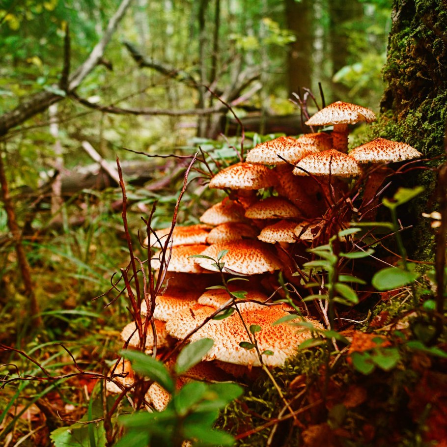 Опята в осеннем лесу