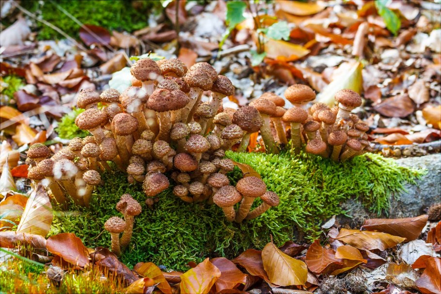 Опята Лесные