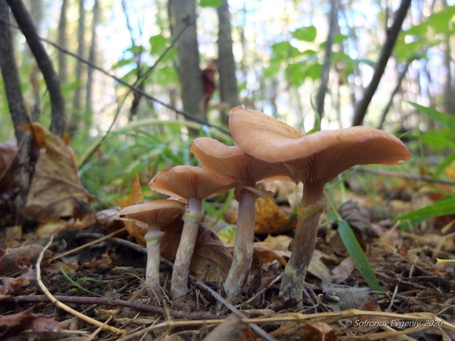 Песочные опята