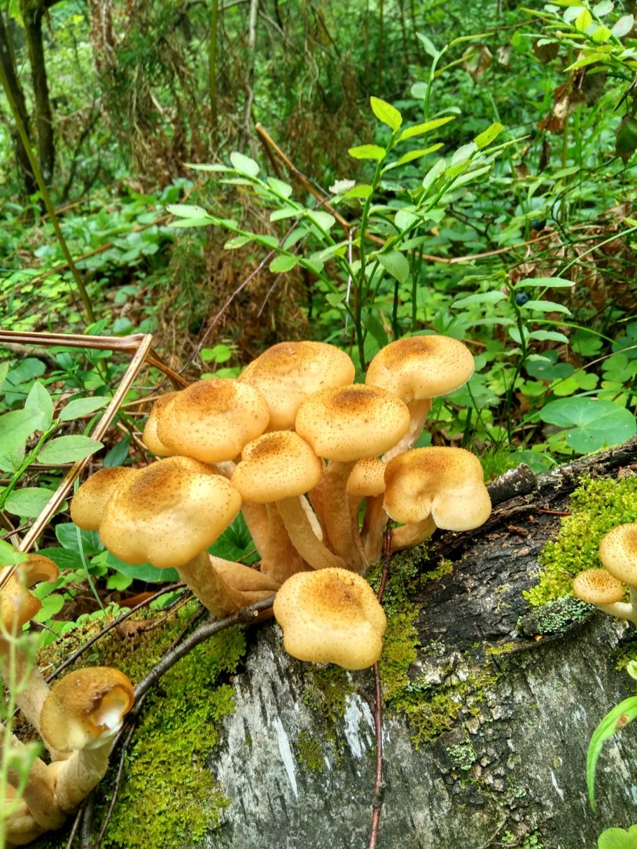 Опёнок осенний (Armillaria mellea)