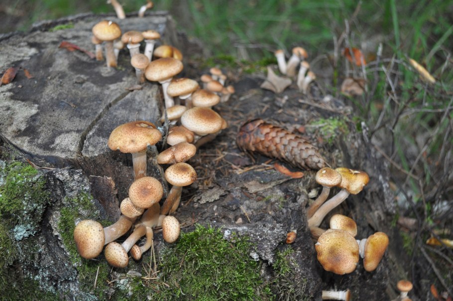 Воркутинские опята