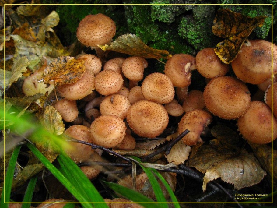 Опята Лесные осенние