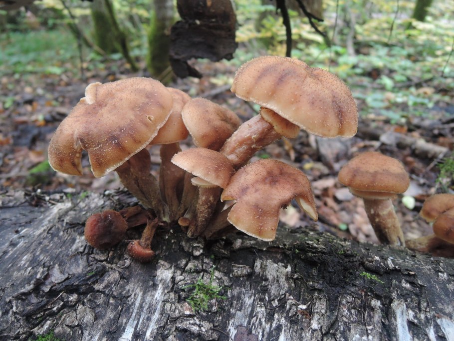 Опёнок осенний