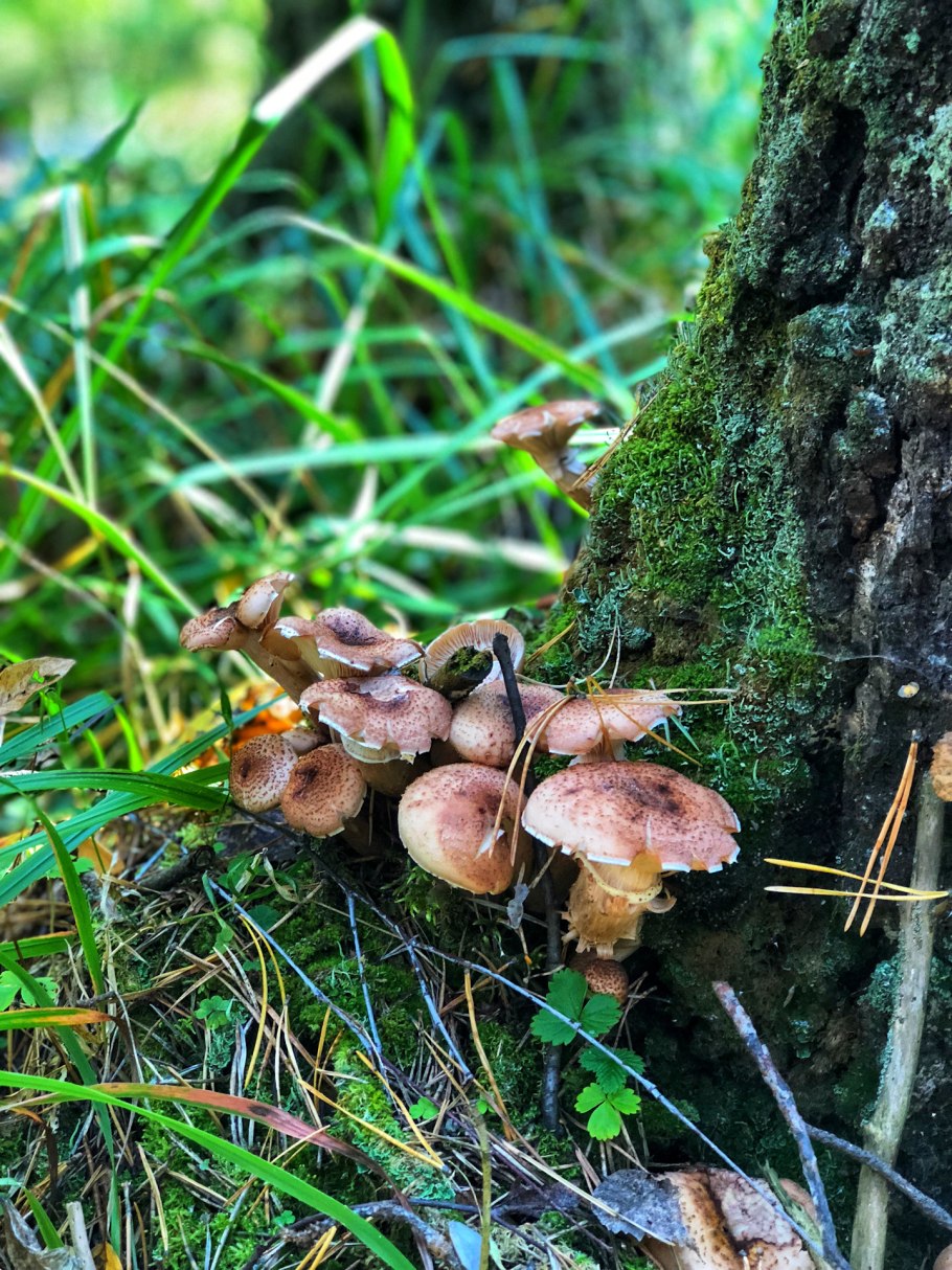 Опята Лесные