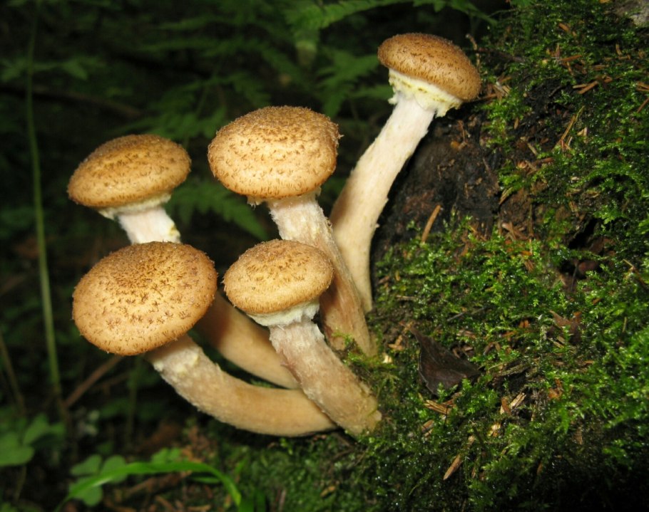 Гриб опёнок осенний