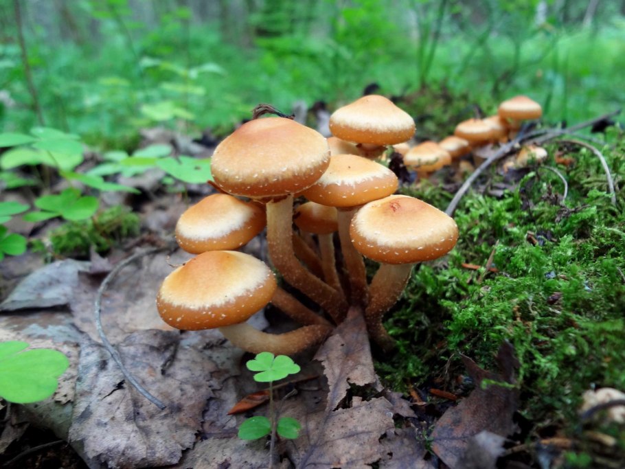 Летний опенок Kuehneromyces mutabilis