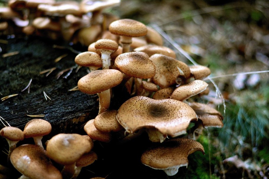 3. Armillaria mellea – опенок осенний