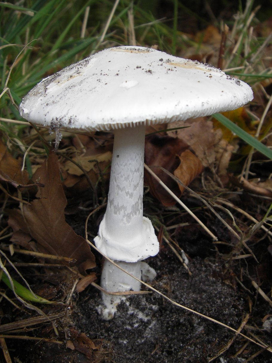 Поплавок белый Amanita Alba