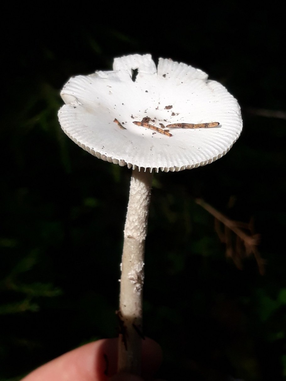Amanita vaginata f. Alba