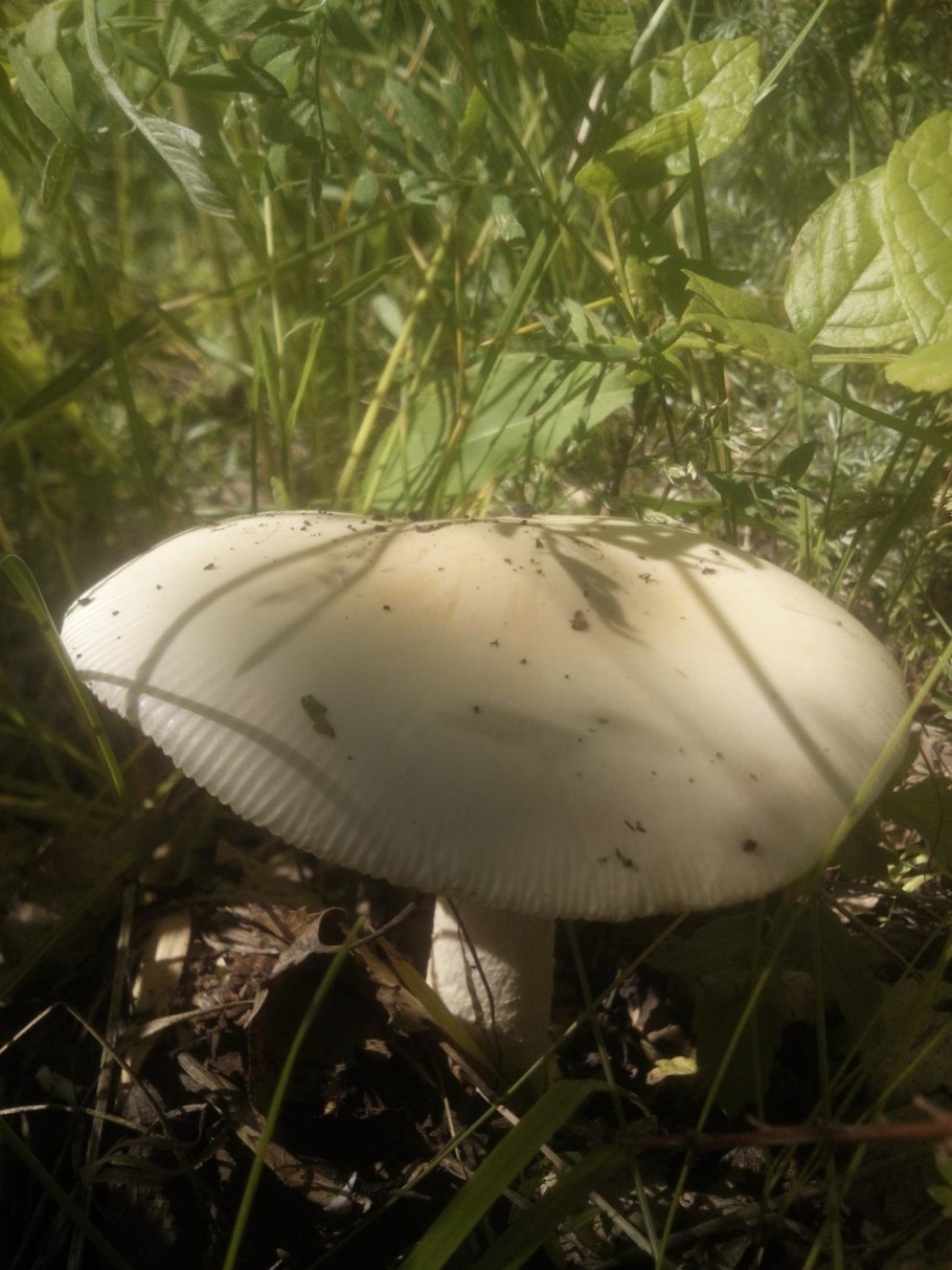 Поплавок жёлто-коричневый (Amanita fulva)