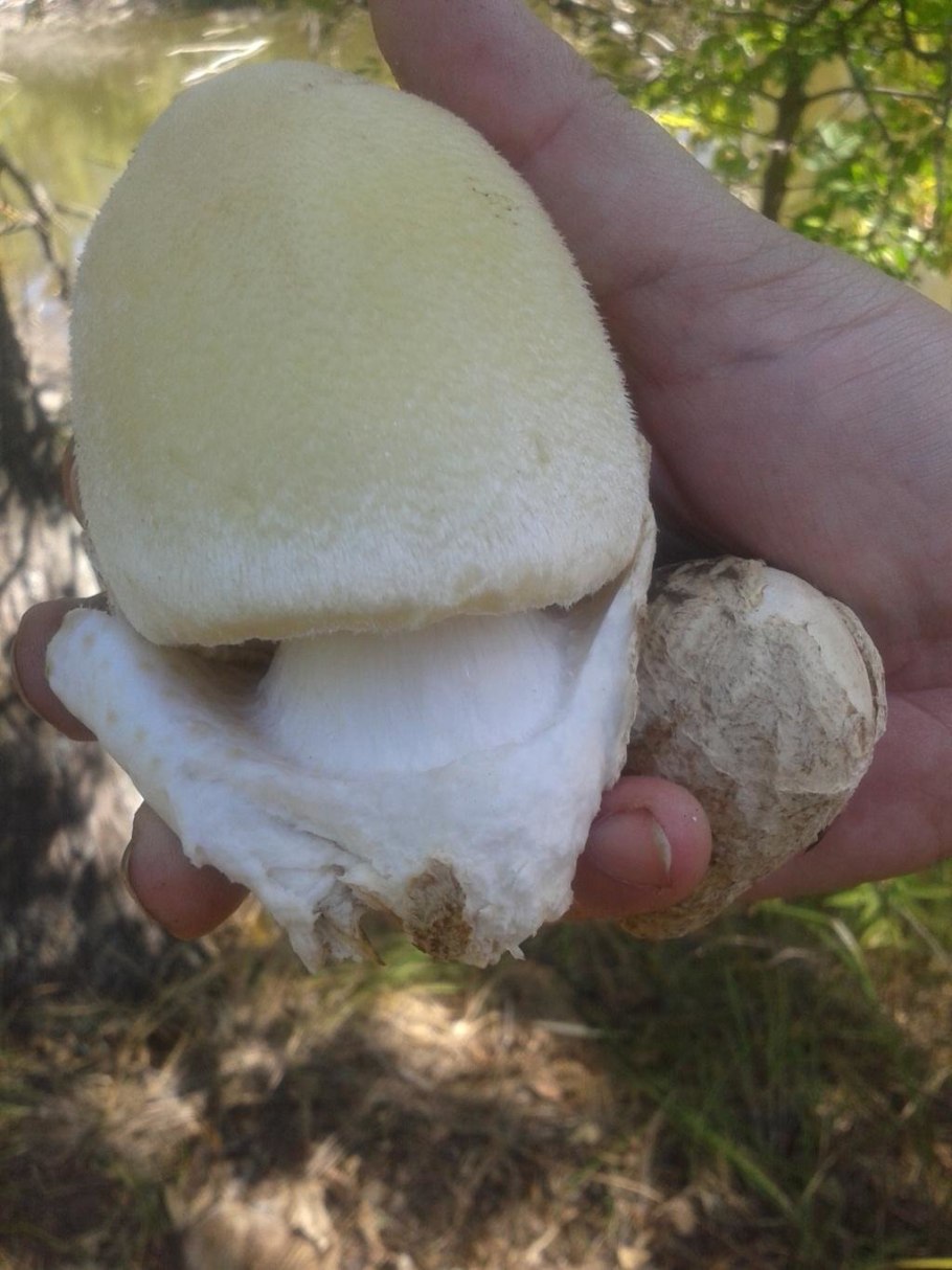 Поплавок белый гриб