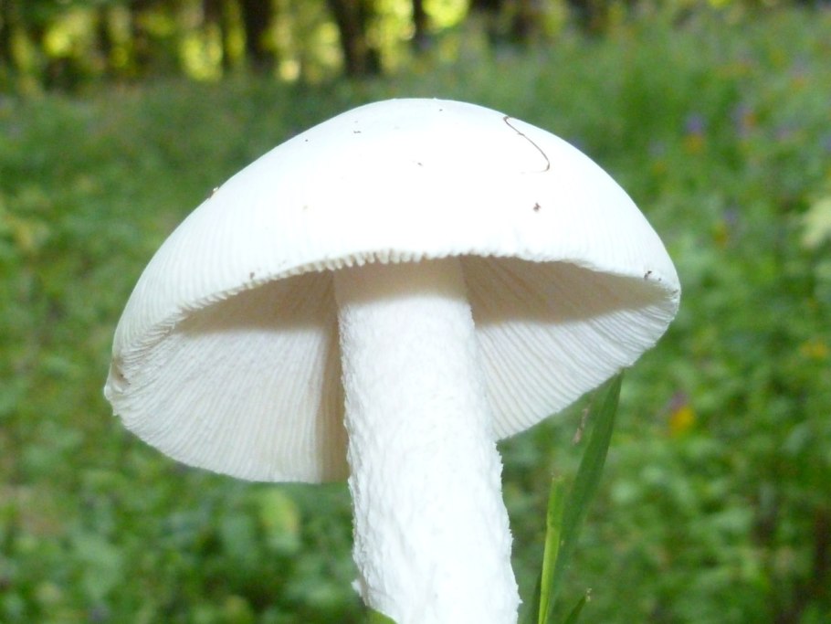 Поплавок белый Amanita Alba