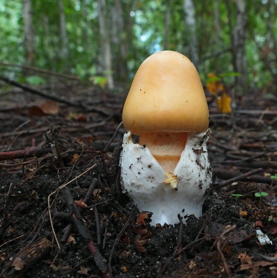 Аманита поплавок гриб