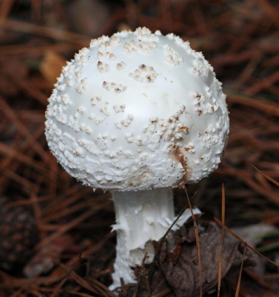 Поплавок белый