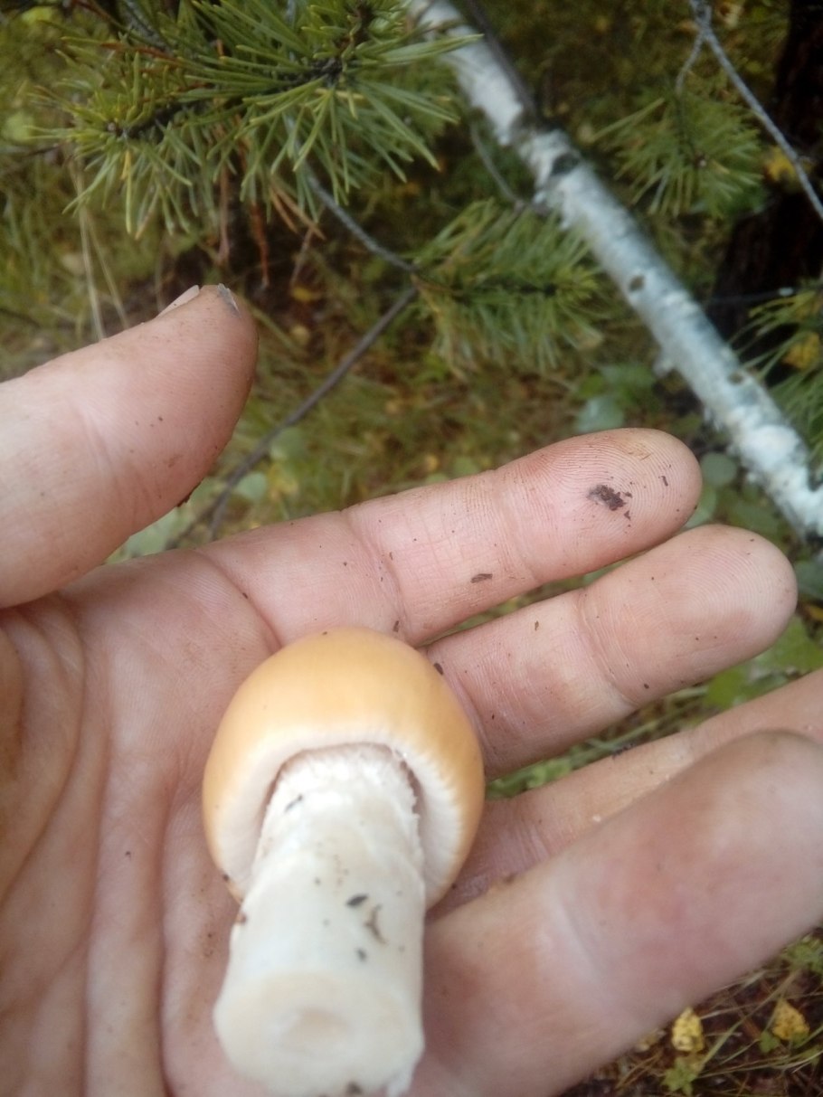 Гриб поплавок рядовка