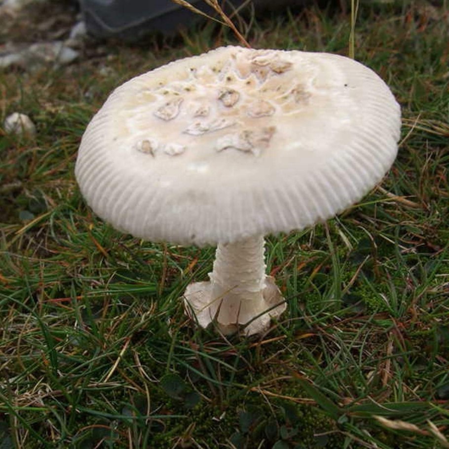 Черный гриб