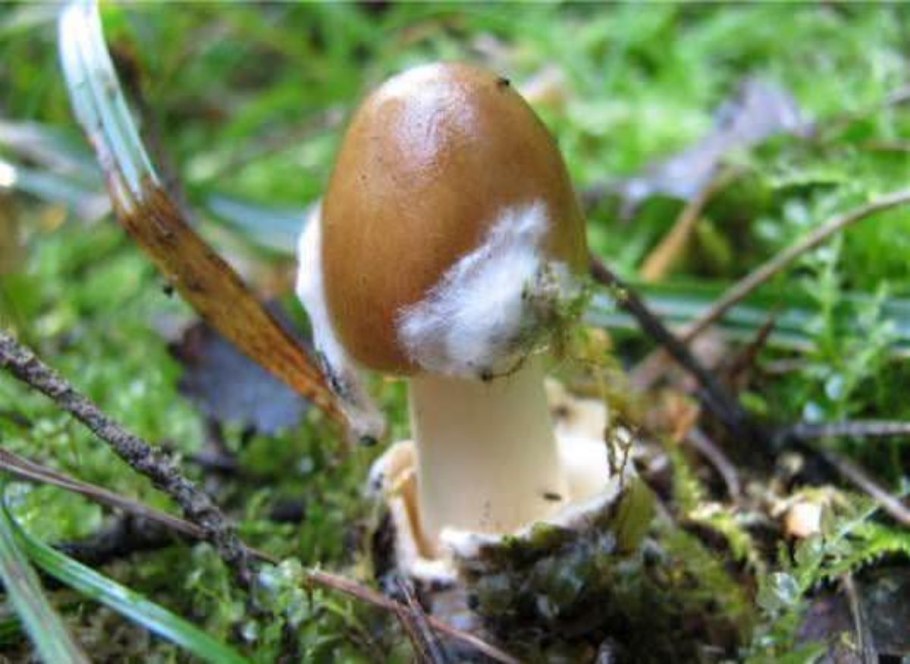 Поплавок чёрный (Amanita pachycolea)