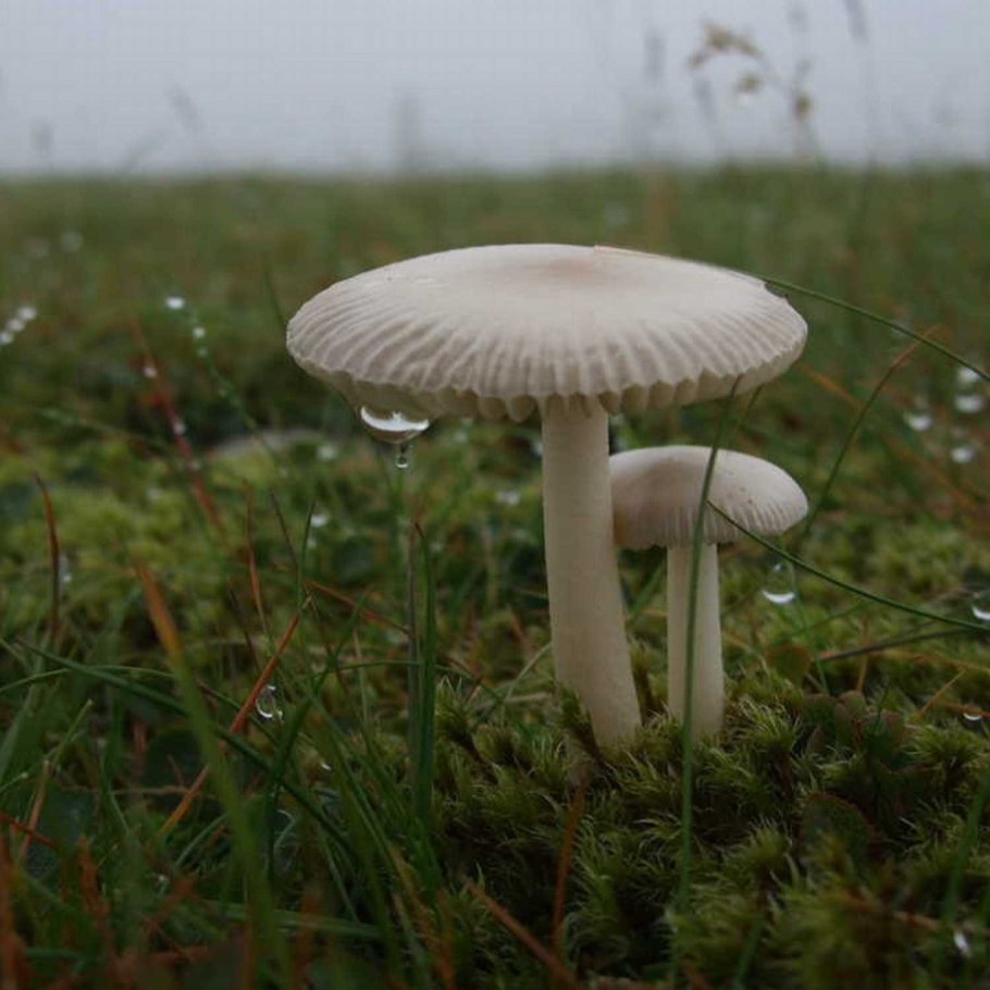 Поплавок серый (Amanita vaginata)