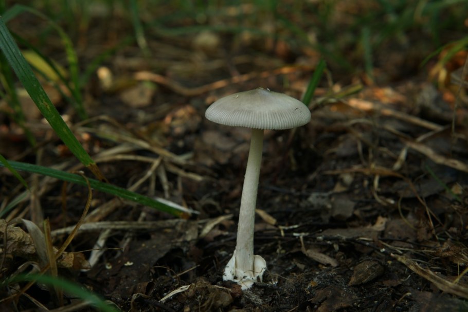 Amanita nivalis