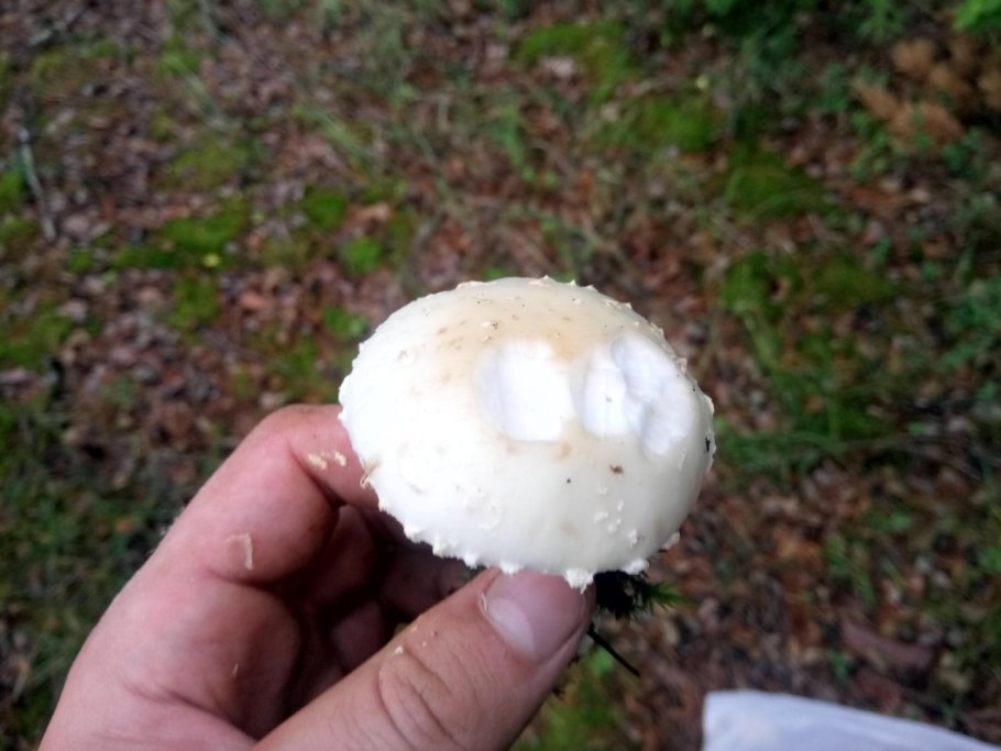 Гриб Вольвариелла шелковистая