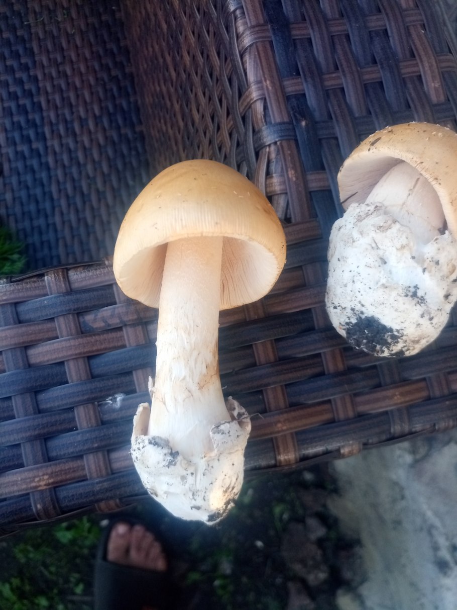 Аманита поплавок гриб