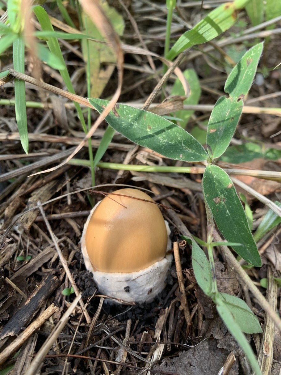 Amanitopsis vaginata