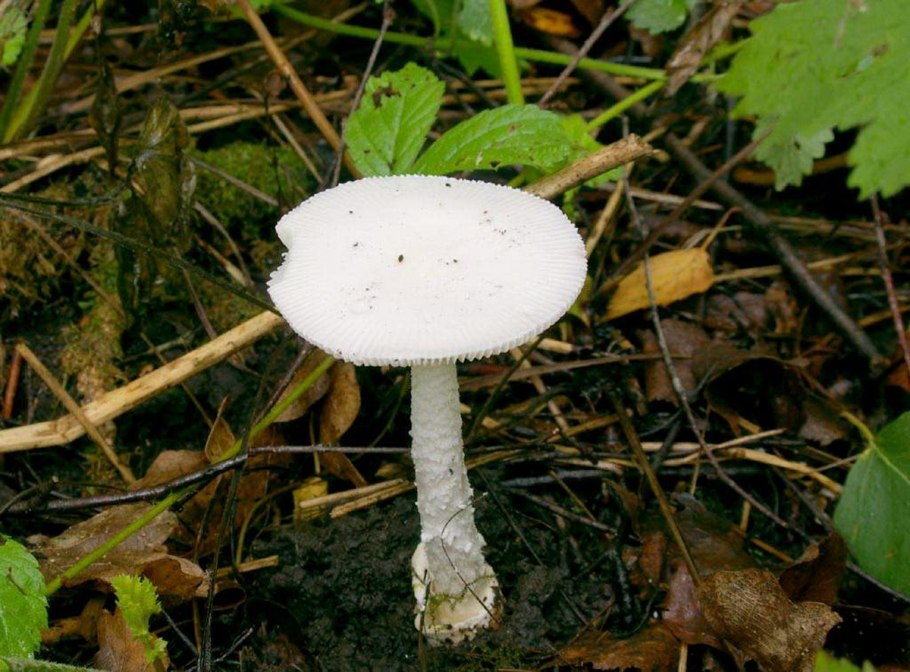 Amanitopsis Alba