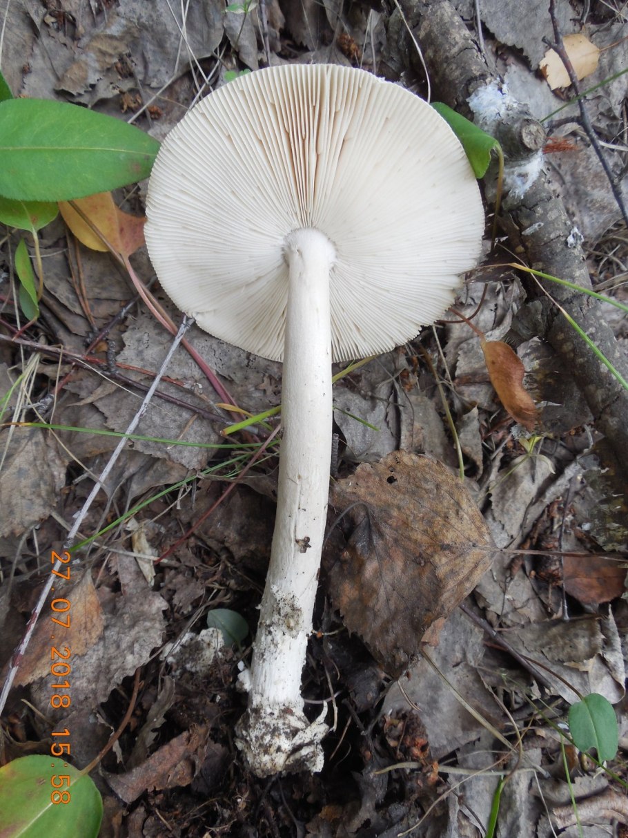 Поплавок белый Amanita Alba