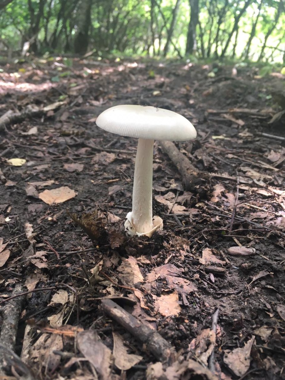 Поплавок шафранный гриб