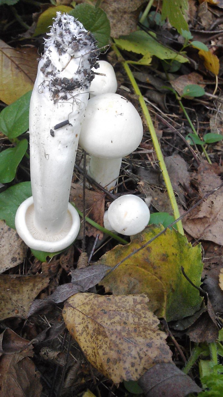 Поганка гриб съедобный