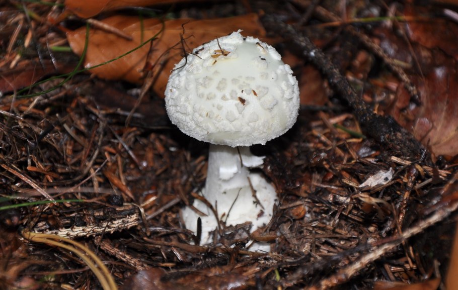 Amanita Outlaw